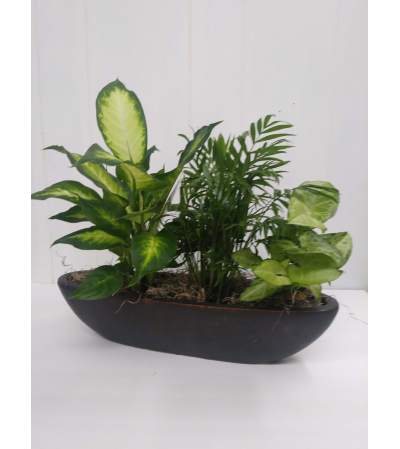 Modern Dish Garden Modern Dish Garden