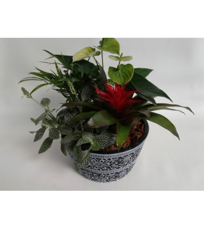 Stencil Pot Bromeliad Stencil Pot Bromeliad