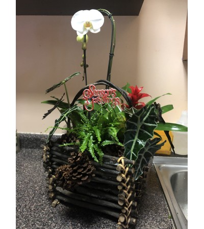 Large Mix Plants with Orchid Large Mix Plants with Orchid