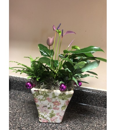 Seasonal Special Mix Plants Seasonal Special Mix Plants