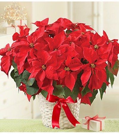 10" Poinsettia in a Basket 10" Poinsettia in a Basket
