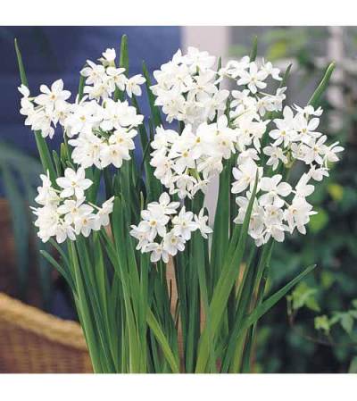 Woodland Paperwhite Planter Woodland Paperwhite Planter