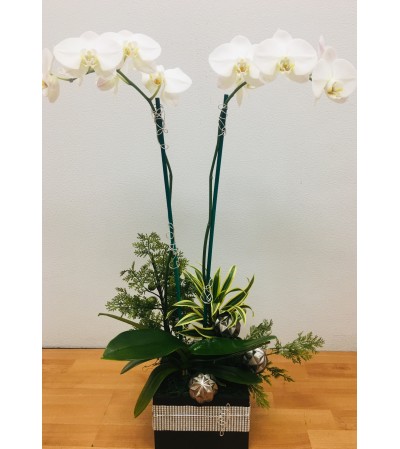 Double White Phalaenopsis Orchid Plant Double White Phalaenopsis Orchid Plant