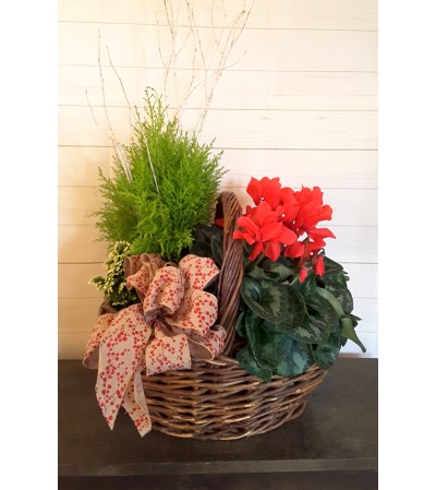 Basket of Cheery Plants Basket of Cheery Plants