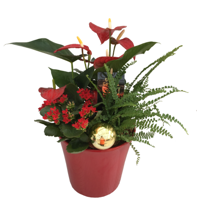 Christmas Anthurium Cheer Christmas Anthurium Cheer