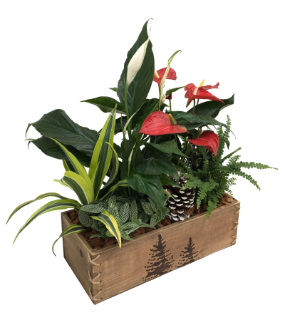 Christmas Woodlands Box Christmas Woodlands Box