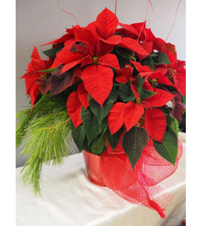 Classic Red Pointsettia 8" Classic Red Pointsettia 8"