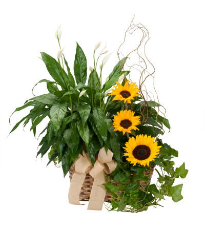 Plants and Sunshine TMF Plants and Sunshine TMF