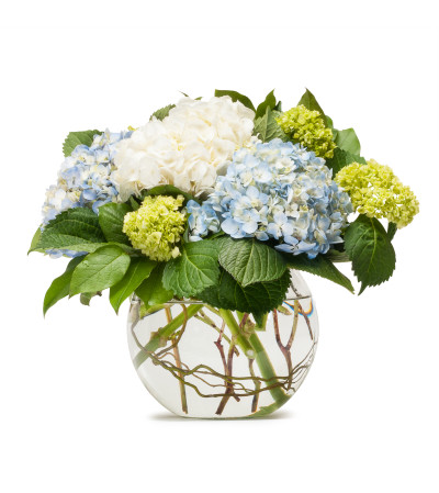 Mighty Hydrangea TMF Mighty Hydrangea TMF