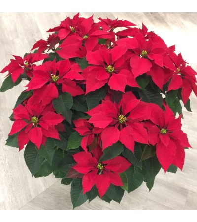 Extra-Large Red Poinsettia Extra-Large Red Poinsettia