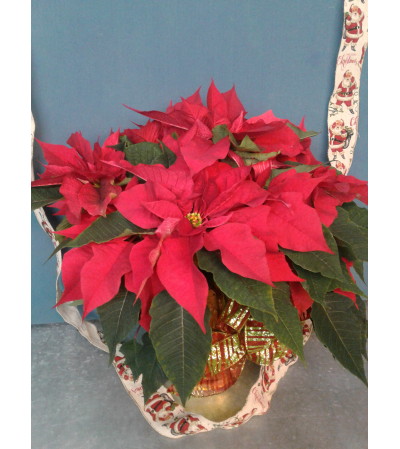 Red Poinsettia Christmas Red Poinsettia Christmas