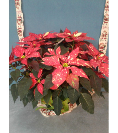 Peppermint Poinsettia Christmas Peppermint Poinsettia Christmas