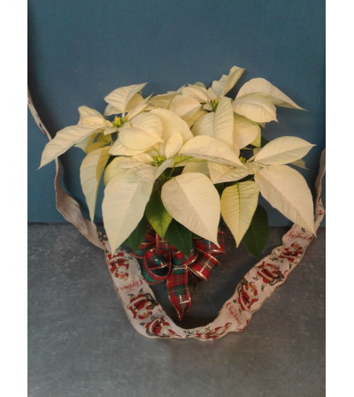 White Heaven Christmas Poinsettia White Heaven Christmas Poinsettia