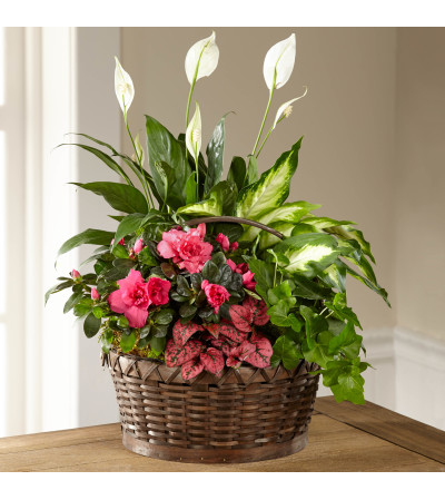 Living Basket Living Basket