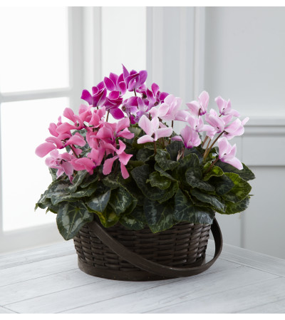 Cyclamen Basket Cyclamen Basket