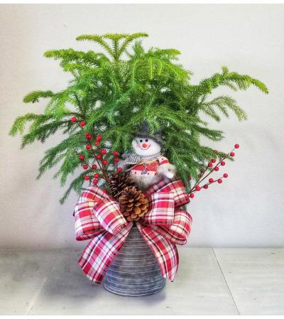 COUNTRY NORFOLK PINE TREE COUNTRY NORFOLK PINE TREE