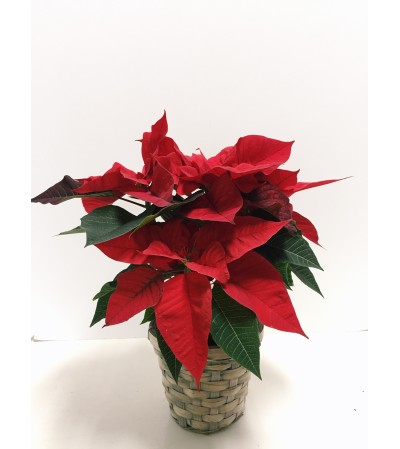 Perfect Petite Poinsettia Perfect Petite Poinsettia