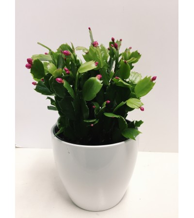 Christmas Cactus in Ceramic Christmas Cactus in Ceramic