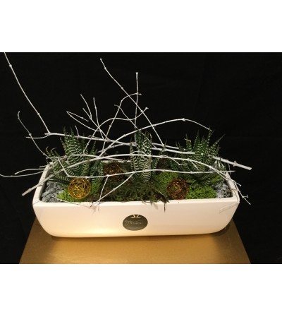 Winter Succulents Winter Succulents