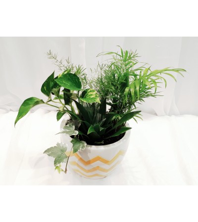 PLANT3 PLANT3