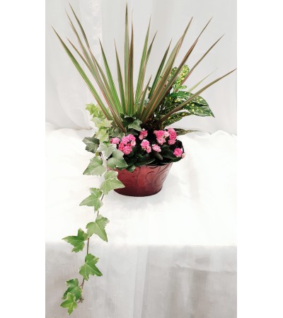 PLANT4 PLANT4