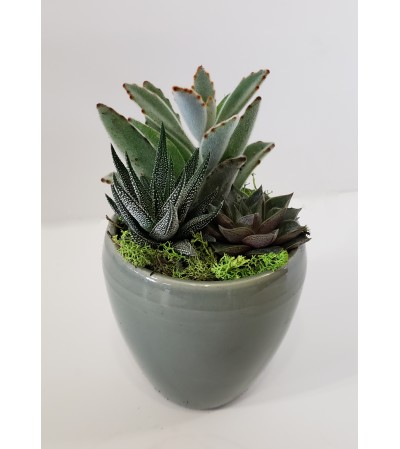 Mini succulent sampler Mini succulent sampler