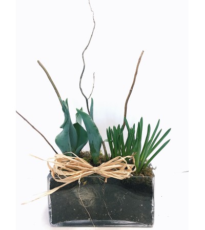 Spring Bulb Glass Planter Spring Bulb Glass Planter