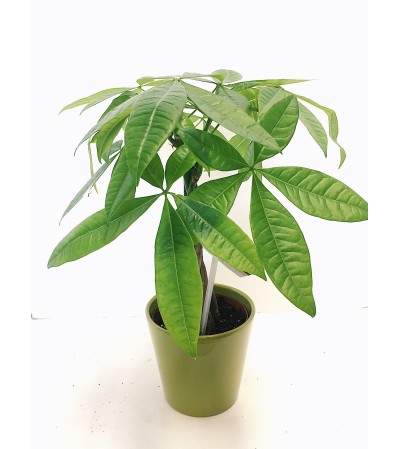 Magnificent Money Tree Magnificent Money Tree