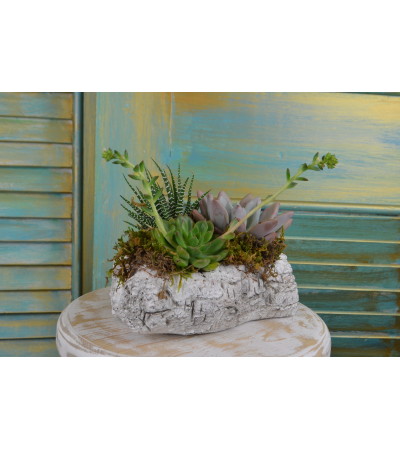 Green Birch Succulent Garden Green Birch Succulent Garden