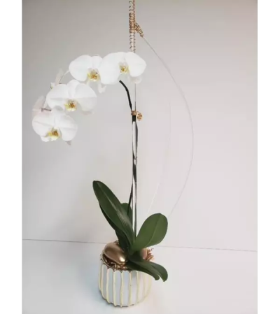 White Orchid Plant Setting White Orchid Plant Setting