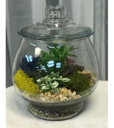 Terrarium Terrarium