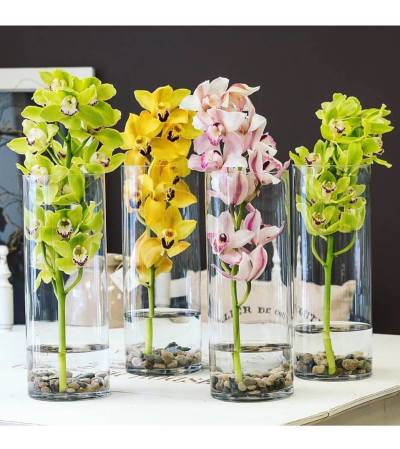 Large Cymbidium Stem Large Cymbidium Stem