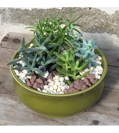Succulent Garden - Medium Succulent Garden - Medium