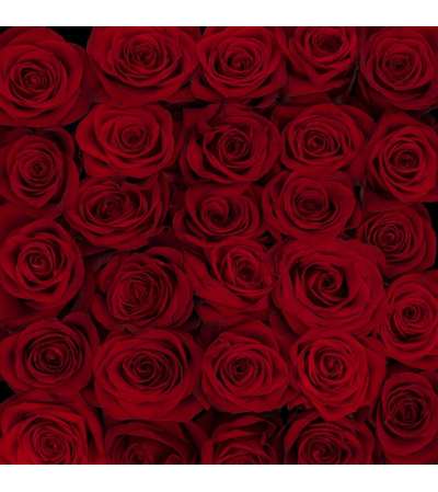 Rosaprima 12 Premium long stem red roses in a vase Rosaprima 12 Premium long stem red roses in a vase