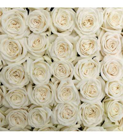 2 doz. premium white rosa prima roses in a vase 2 doz. premium white rosa prima roses in a vase