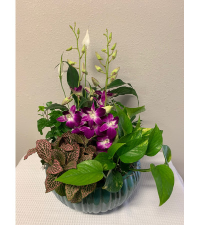 Round House Plant Round House Plant