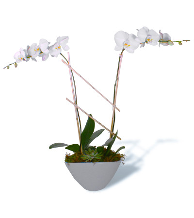 Alabaster Orchids 2019 Alabaster Orchids 2019