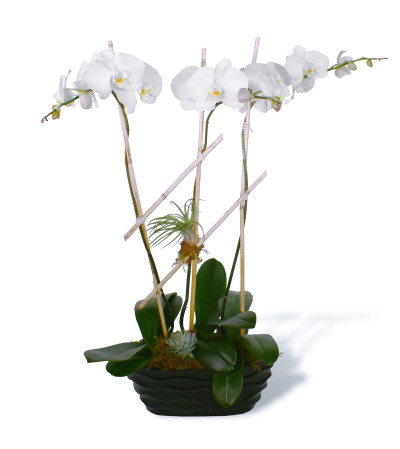 Blooming Trio 2019 Blooming Trio 2019