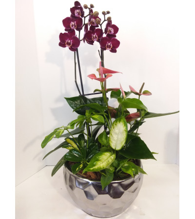 Premium Collection Orchid Garden Premium Collection Orchid Garden
