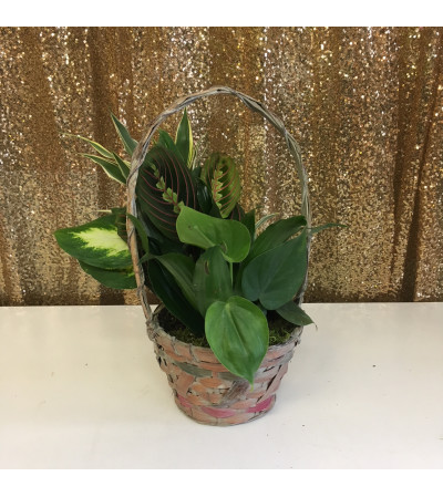 6" BASKET DISHGARDEN 6" BASKET DISHGARDEN