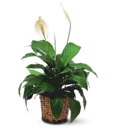 Elegant Peace Lily Plant Elegant Peace Lily Plant