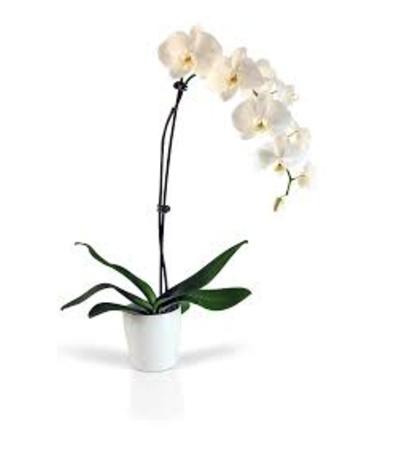 Stunning White Orchid Stunning White Orchid