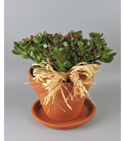 Jade Plant Jade Plant