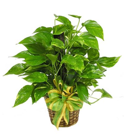 Pole Plant-Pothos Pole Plant-Pothos