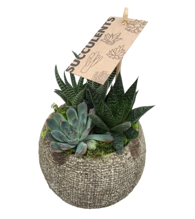 Small Succulent Small Succulent