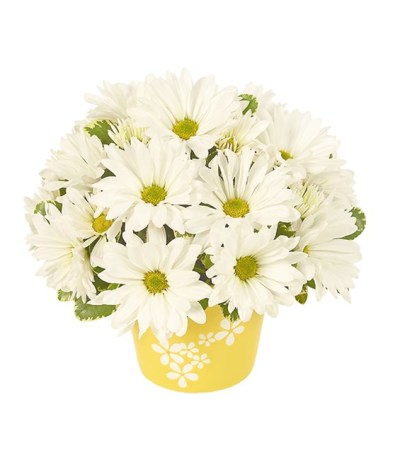 Daisy Celebration Daisy Celebration