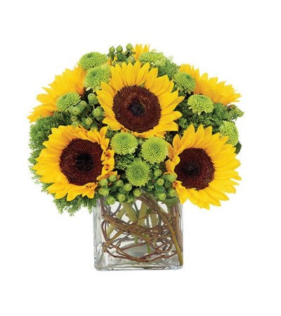Sunflower Surprise Me Sunflower Surprise Me