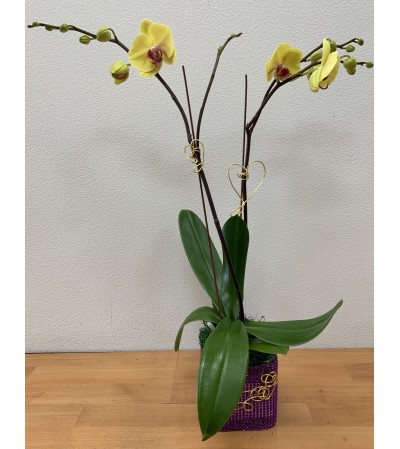 Double Spikes Vibrant Yellow Phalaenopsis Plant Double Spikes Vibrant Yellow Phalaenopsis Plant