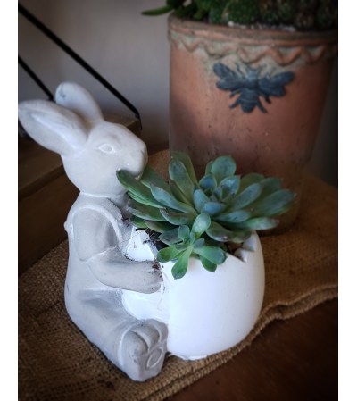 Some bunny succulent Some bunny succulent