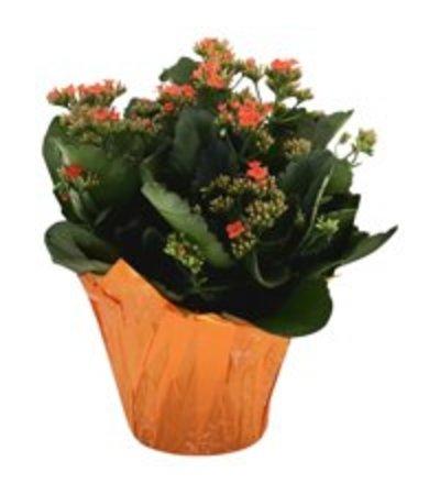 6 inch Potted Kalancheo 6 inch Potted Kalancheo